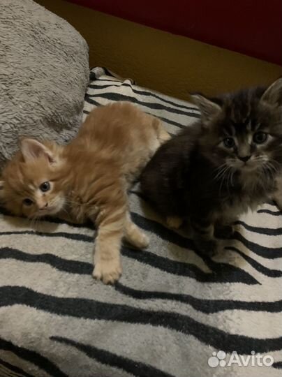 Котята мейн-кун