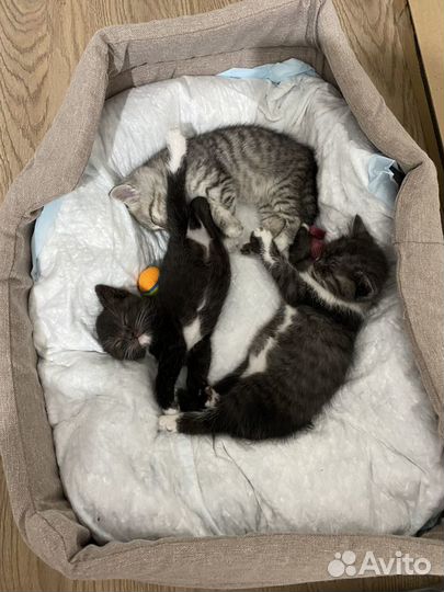 Трое котят от британской кошки