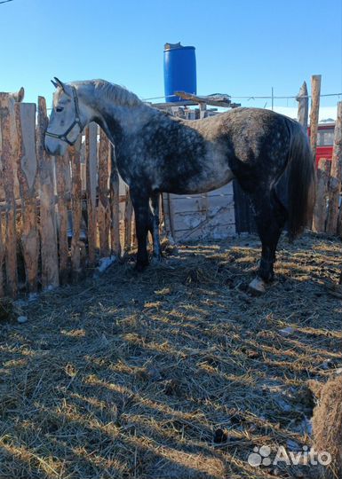 Жеребец Орловский рысак