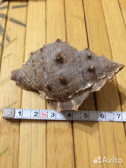 Раковины Индийский океан