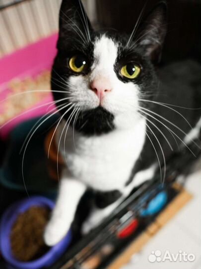 Котенок маркиз девочка – в дар