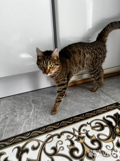 Кошки в добрые руки бесплатно
