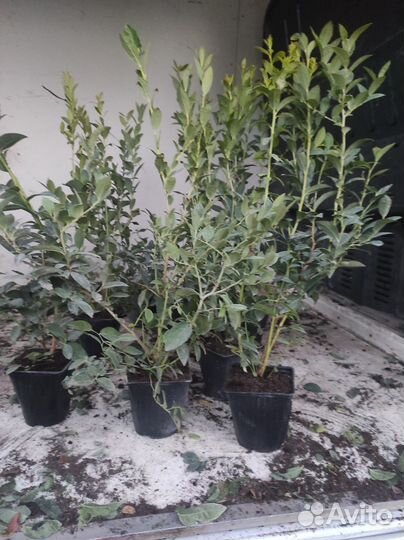 Саженцы голубики