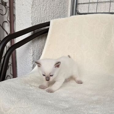 Сиамский котёнок