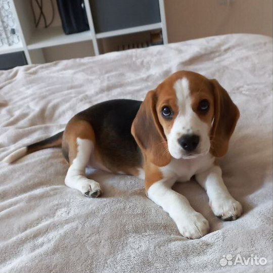 Передержка для Собак в Любящем Доме