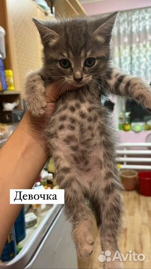 Отдам котят в добрые руки