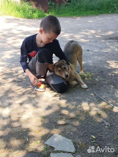 Пёсик ждёт своего хозяина