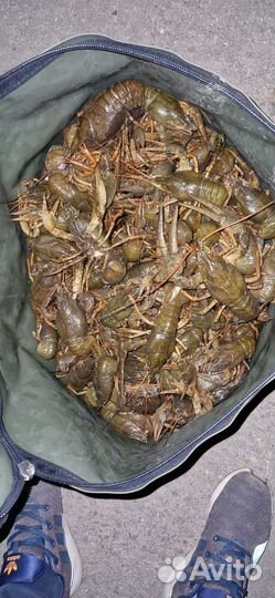 Продам живые раки