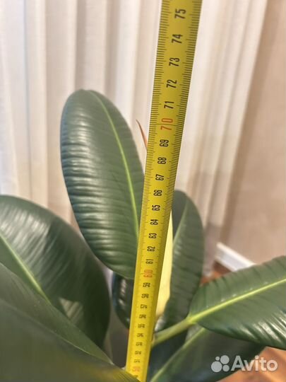 Фикус каучуковый