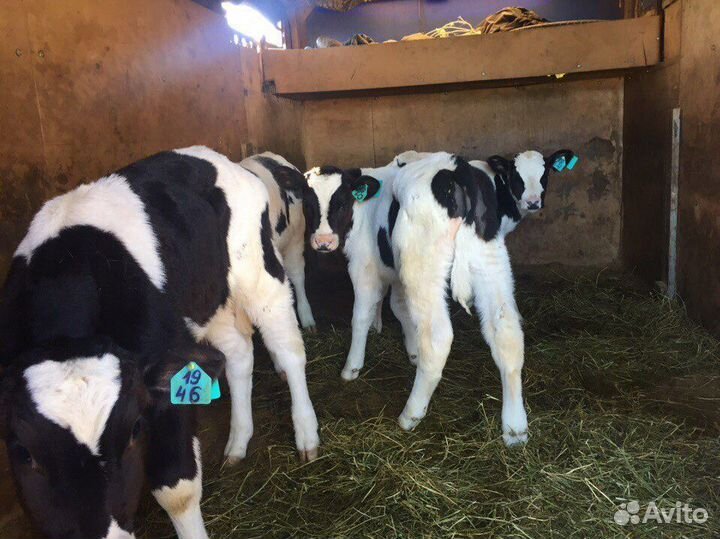 Телятя мясного направления