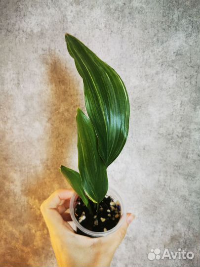 Аспидистра элатиор