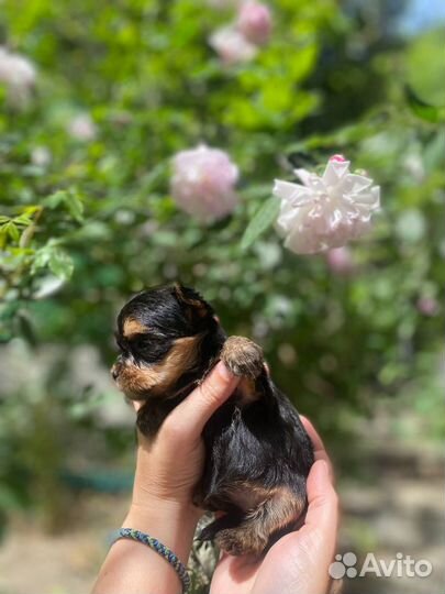 Йоркширский терьер