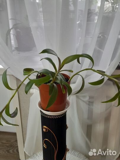 Ампельные растения