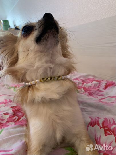 Адресник для собак из бисера