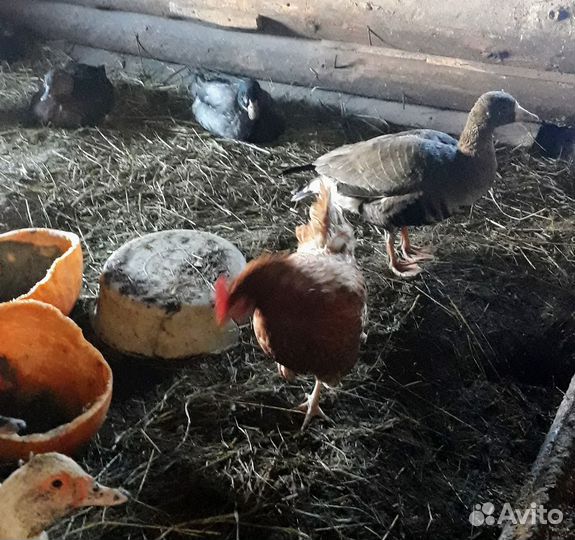 Подсадные утки