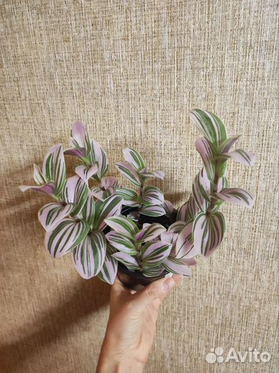 Черенок традесканции