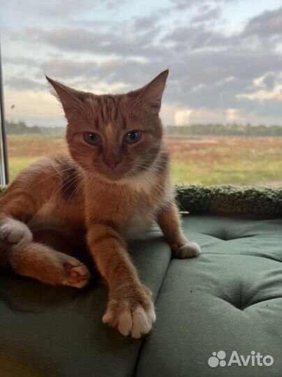 Отдам кошку в дом