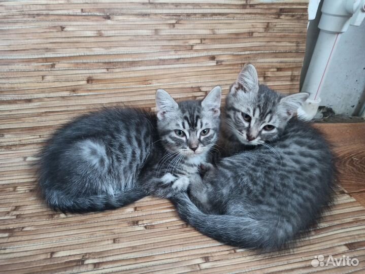 Кошечка в добрые руки