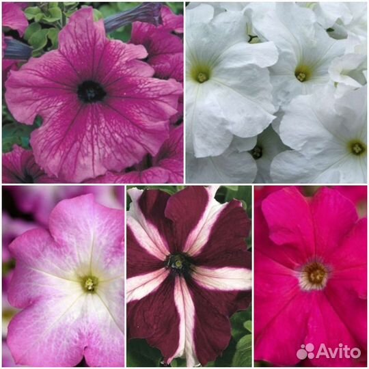 Набор петуний, серия Тритуния