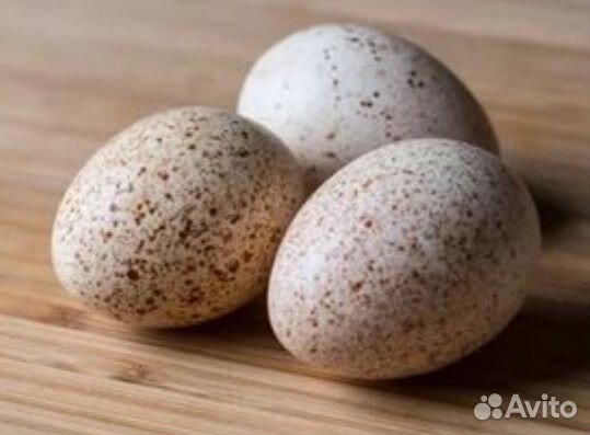 Продам индюшиные яйца