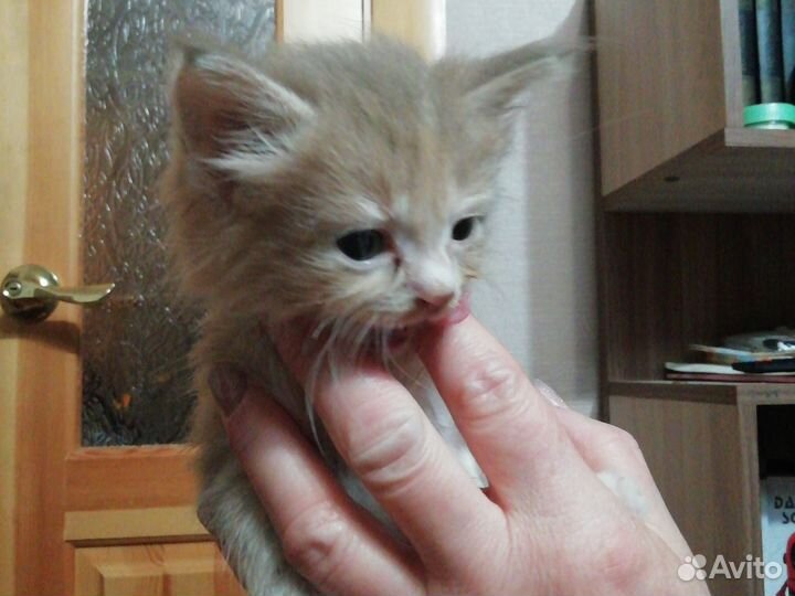 Домашние животные котята