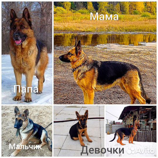Щенки немецкой овчарки