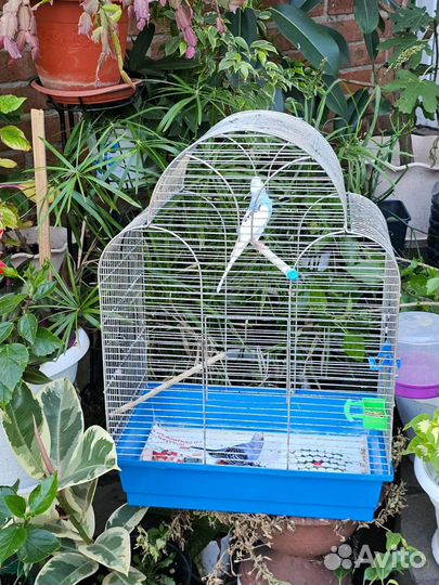 Волнистый попугай пара