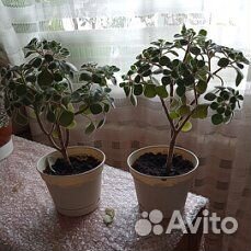Аихризон дерево любви