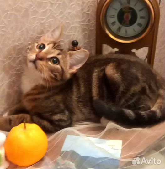 Котенок нежный и ласковый мальчик