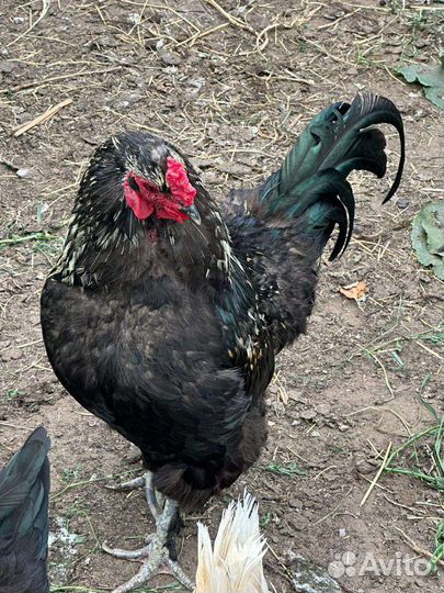 Куры петухи