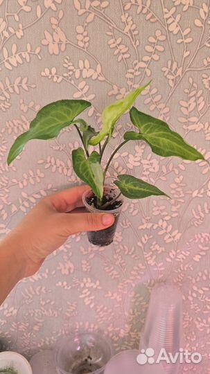 Комнатные растения