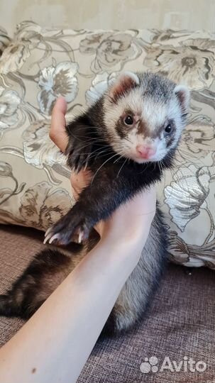 Продам хорька в связи с аллергией