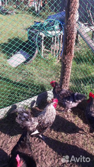 Петухи домашние