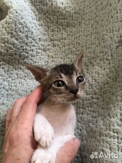 Котенок Пеппи