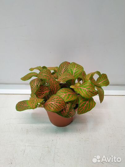 Фиттония Скелетон