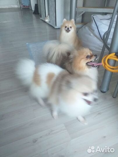 Шпице девочки продажа или обмен
