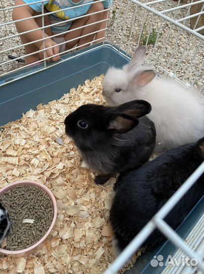 Кролики карликовые