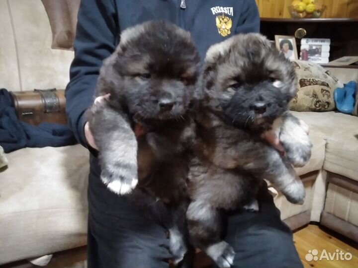 Щенки кавказской овчарки