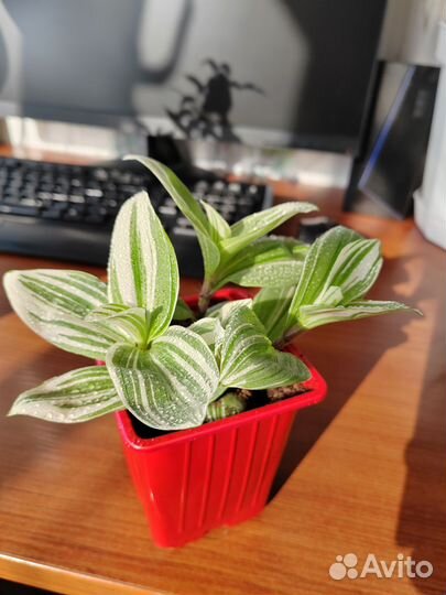 Традесканция белая