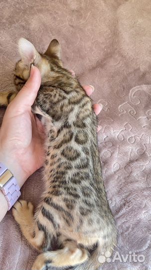 Бенгальские котята
