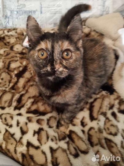 Кошка в дар