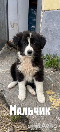 Просто щенки, которым грозит опастность