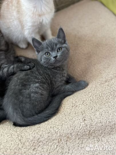 Котята британки