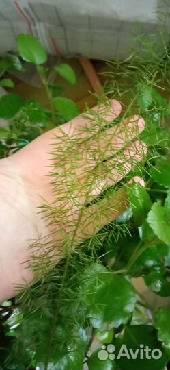 Цветы в горшках, комнатные