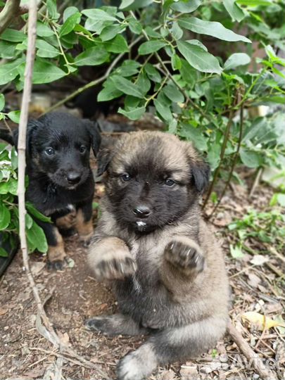 Собака (щенок)