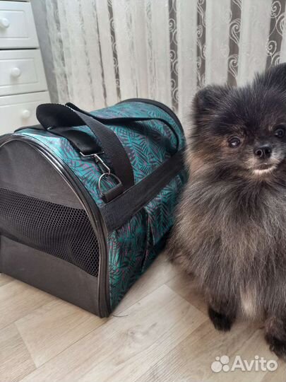 Переноска для маленьких собак и кошек