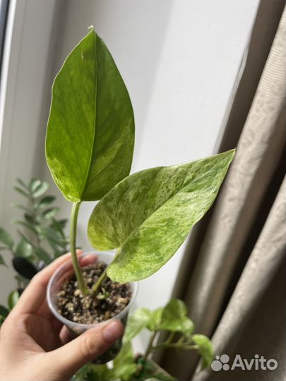 Комнатные растения