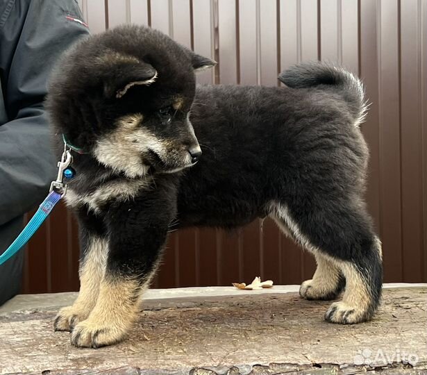 Щенки сиба ину
