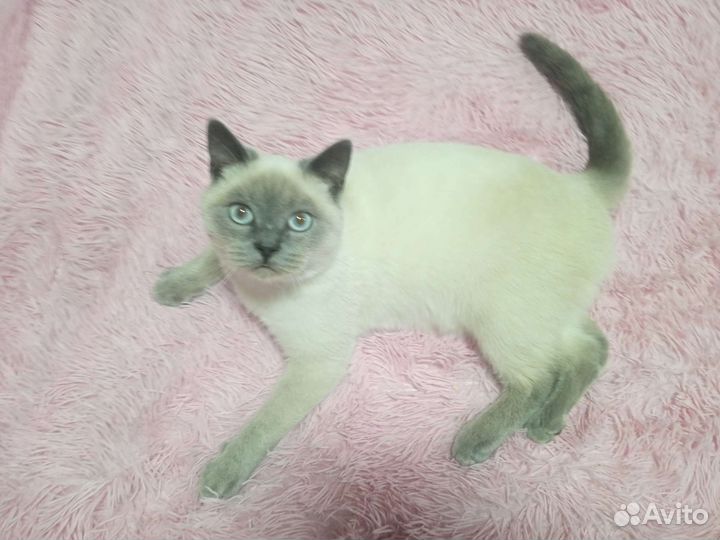 Британский кот