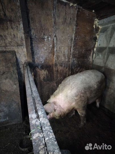 Свиноматки на племя